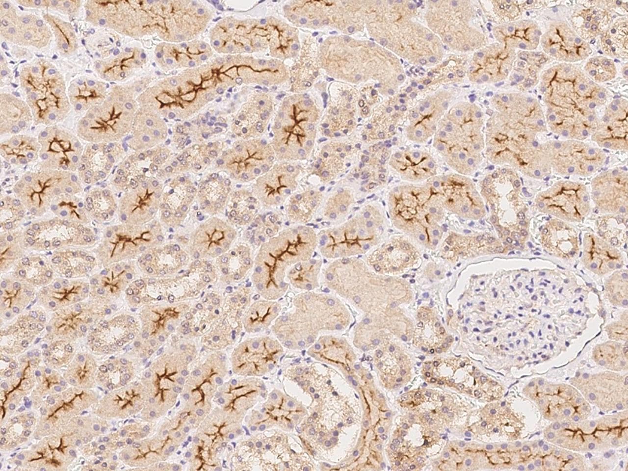 RNF180 Antibody