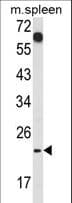 CD7 Antibody (aa65-91)