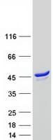 Human SYTL2 / SLP2 Protein (Recombinant Myc-DDK (Flag))
