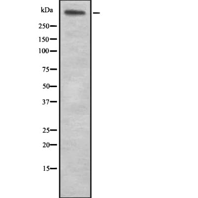 LAMA5 / Laminin Alpha 5 Antibody