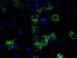 IDH3A Antibody (clone OTI2E9)
