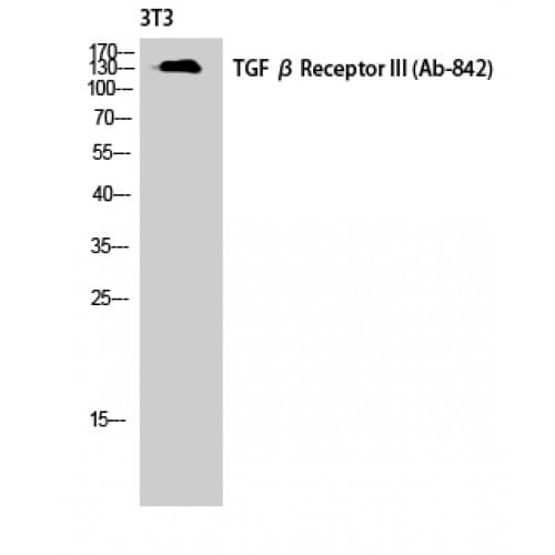 Betaglycan / TGFBR3 Antibody (780-860 aa)