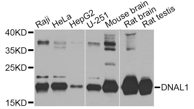 DNAL1 Antibody