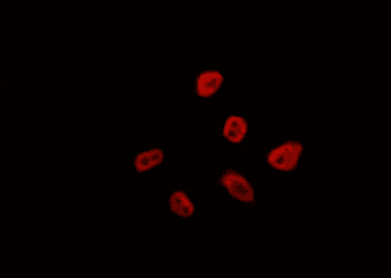FOXN4 Antibody