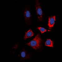 Polyclonal Rabbit anti-Human HSP90AB1 / HSP90 Alpha B1 Antibody (phospho-Ser226, IHC, IF, WB)
