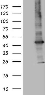 MTOR Antibody (aa1766-2144, clone OTI1C3, Carrier-free)