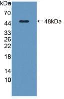 Complement C8g Antibody (aa39-202)
