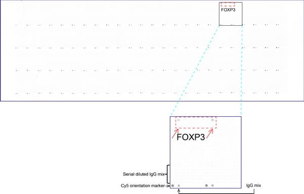 FOXP3 Antibody (clone UMAB248)