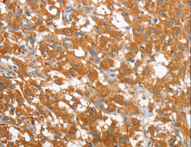 WNT3A Antibody