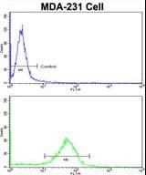 KIAA0226 / RUBICON Antibody (aa241-271)