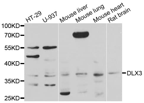 DLX3 Antibody