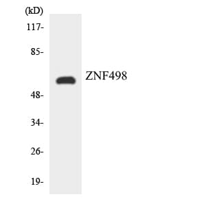 ZNF498 Antibody (aa313-362)