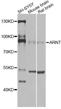 ARNT / HIF-1-Beta Antibody