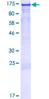 Human LEO1 Protein (Recombinant GST)
