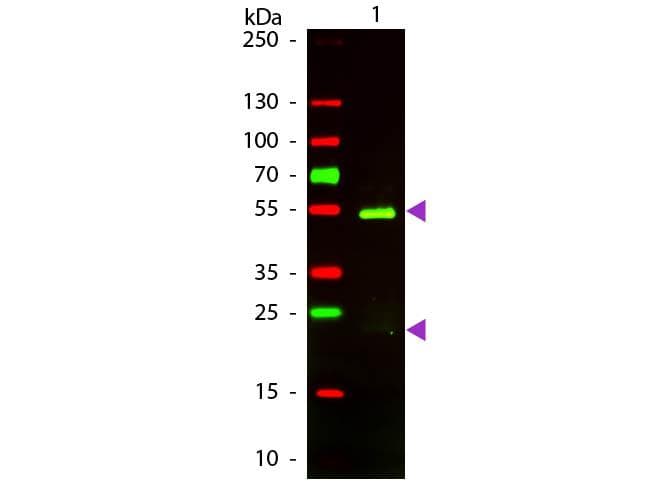 Rabbit Anti-Syrian Hamster IgG Secondary Antibody (TR)