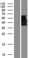 FAM90A5 Protein (Over-Expression Lysate Myc-DDK (Flag))