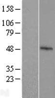 FBXO39 Protein (Over-Expression Lysate Myc-DDK (Flag))