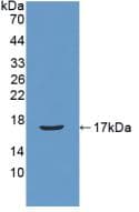 Mouse Reg3b Protein (Recombinant His, N-Terminal)