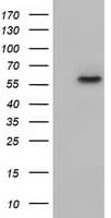 KLHL2 / MAV Antibody (clone OTI8B8)