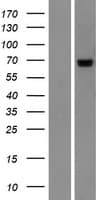 PIGT Protein (Over-Expression Lysate Myc-DDK (Flag))