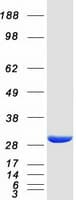 Human HDHD2 Protein (Recombinant Myc-DDK (Flag))