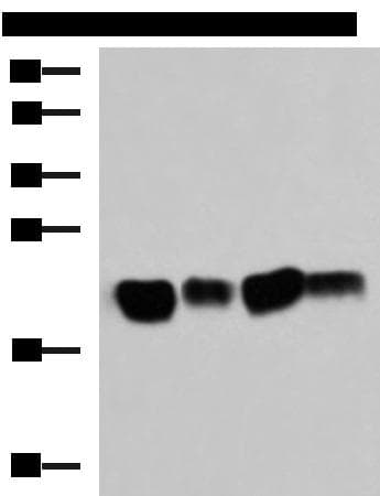 HRAS / H-Ras Antibody