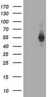 TAPBPL / TAPBPR Antibody (clone OTI1C9, Carrier-free)