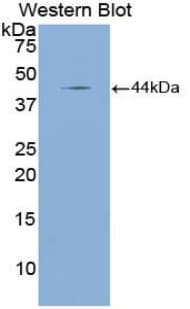 NPPA / ANP Antibody (aa25-152, Biotin)