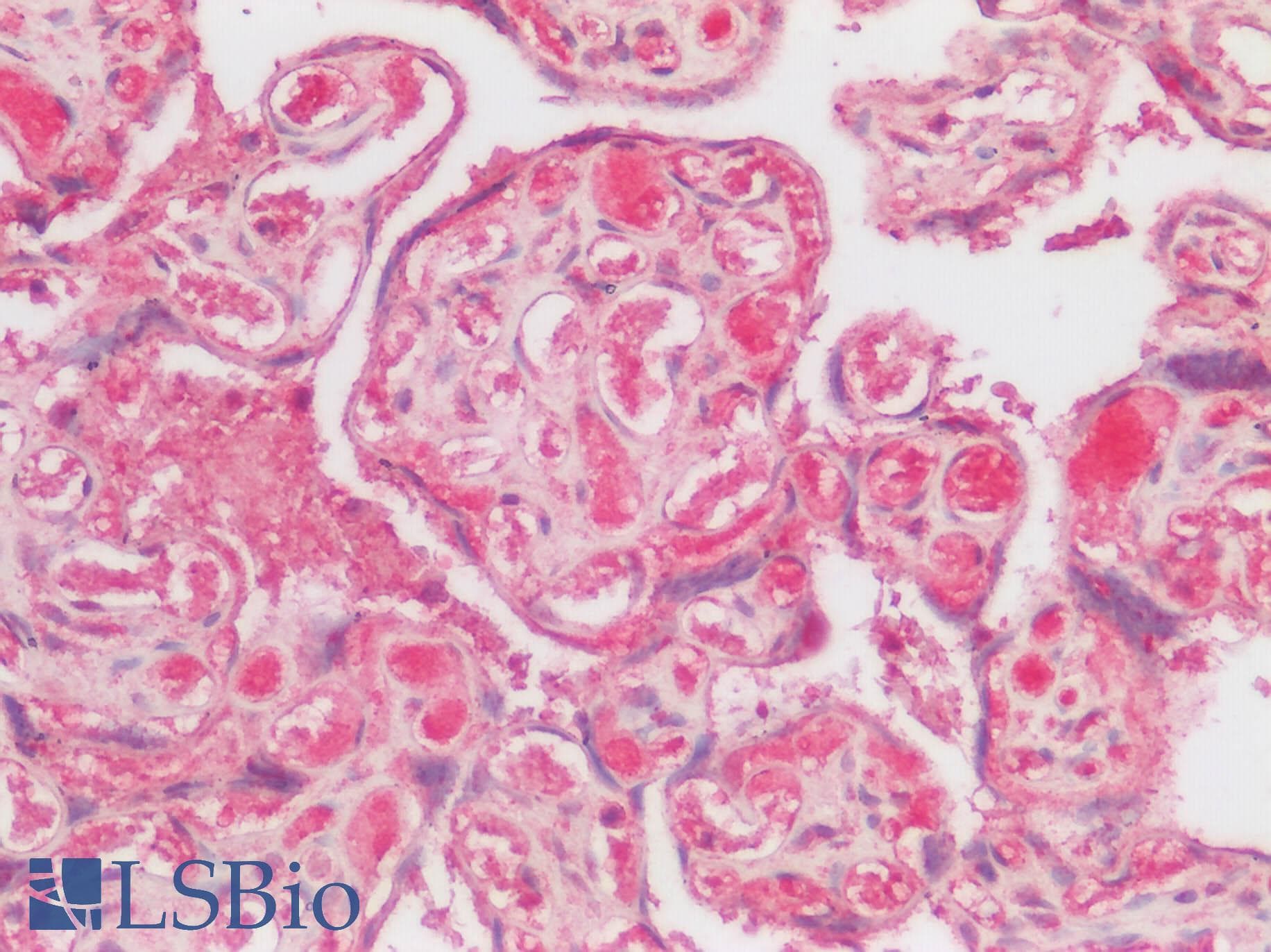 IHC-plus™ Polyclonal Rabbit anti-Human HTR1F / 5-HT1F Receptor Antibody (N-Terminus, IHC)