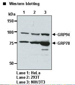 KDEL Tetrapeptide Antibody