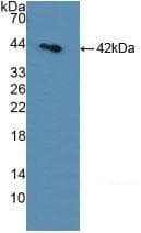 SORD / Sorbitol Dehydrogenase Antibody (aa2-357, Biotin)