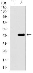 TBXT / T / Brachyury Antibody (clone 6C12)