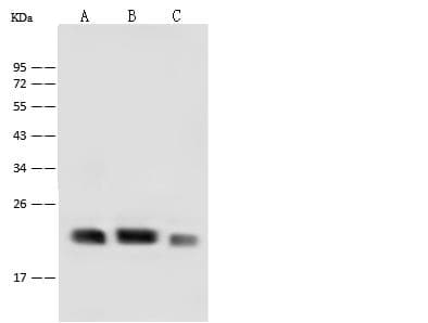 Polyclonal Rabbit anti-Mouse CD9 Antibody (WB)