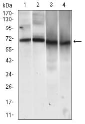 PathPlus™ MCAM / CD146 Antibody (aa84-189, clone 6C3E6)