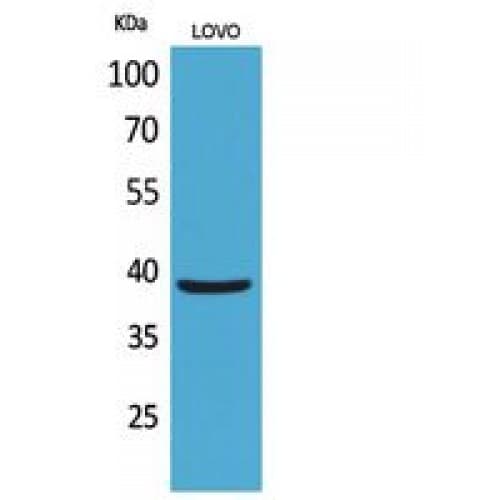 EKLF / KLF1 Antibody