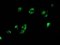 MYD88 Antibody (clone OTI1B8)