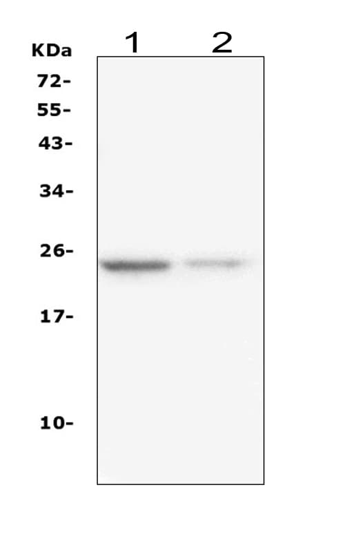 IL22 Antibody