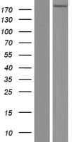 PIK3C2B Protein (Over-Expression Lysate Myc-DDK (Flag))