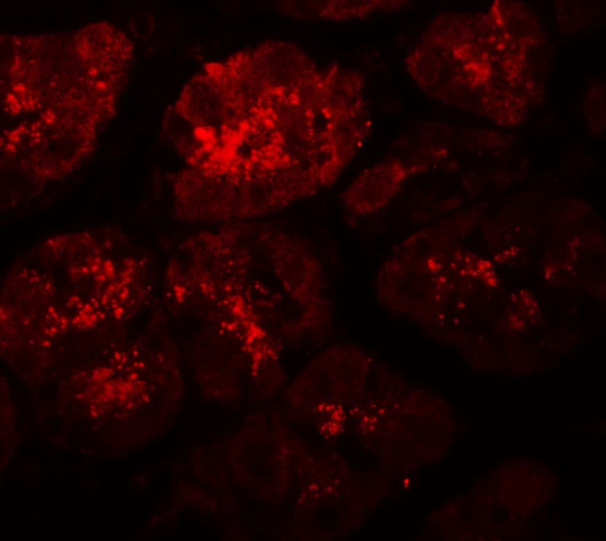 IHC-plus™ Polyclonal Rabbit anti-Human XRG8 / XKR8 Antibody (IHC, IF, WB)