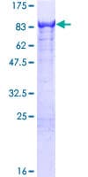 Human KLC4 Protein (Recombinant GST)