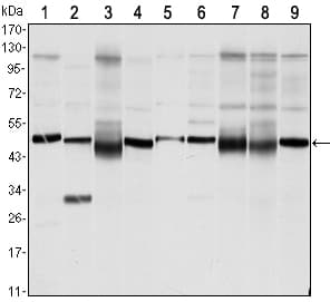 Monoclonal Mouse anti-Human FOXD3 Antibody (clone 5G9, WB)