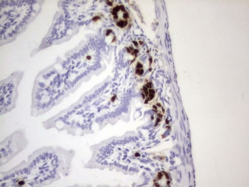 IdU / Iododeoxyuridine Antibody (clone 18E11)