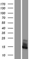 FXYD2 Protein (Over-Expression Lysate Myc-DDK (Flag))