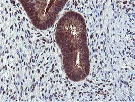 RNPEP Antibody (clone OTI2G3)