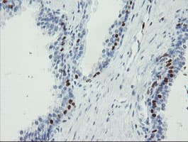 Monoclonal Mouse anti-Human FOXI1 Antibody (clone OTI2G6, aa111-350, IHC, IF, WB)