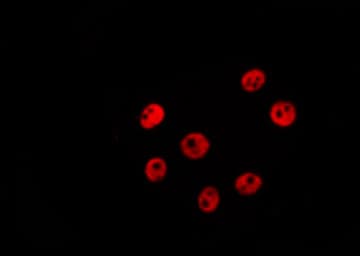 ELF5 Antibody