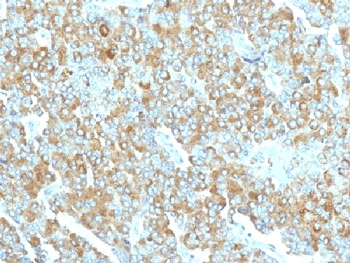 CHGA / Chromogranin A Antibody (clone PHE5, Azide-free, BSA-free)