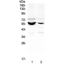 NOVA1 Antibody