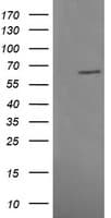 MAPK4 / ERK4 Antibody (clone OTI2D7)