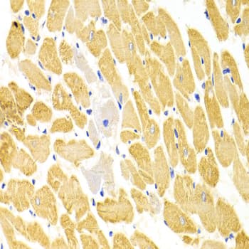 PA2G4 / EBP1 Antibody
